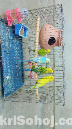 বাজরিকা পাখি